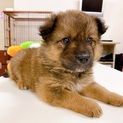【ぽんたくん】生後１か月の子犬 ５兄弟（男の子♂）