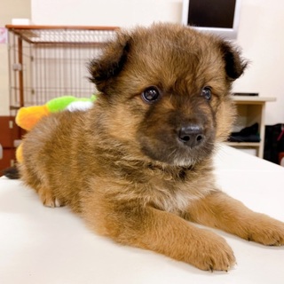 【ぽんたくん】生後１か月の子犬 ５兄弟（男の子♂）