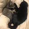 くろまめはなこさん