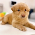 【みるちゃん】生後１か月の子犬 ５兄弟（女の子♀）