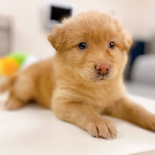【みるちゃん】生後１か月の子犬 ５兄弟（女の子♀）