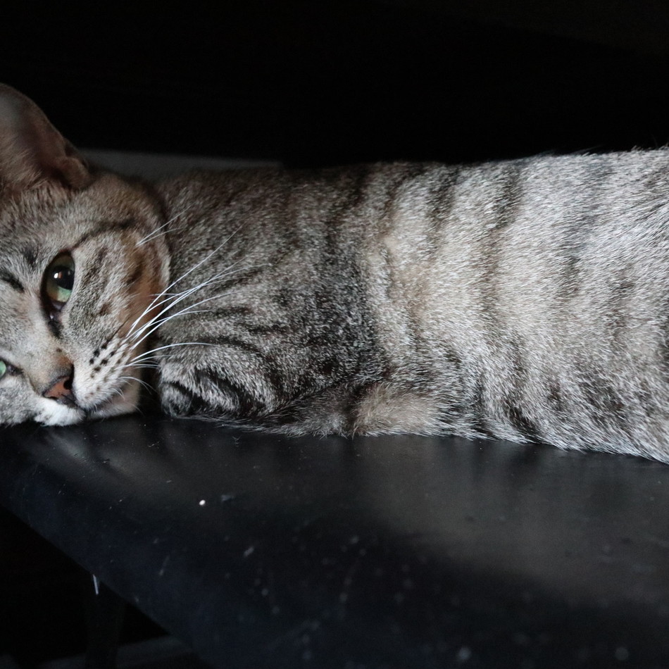 まめちゃんのカバー写真