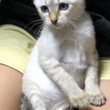 保護猫ちゃん。ブルーアイ。青瞳　美猫ちゃん