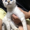 保護猫ちゃん。ブルーアイ。青瞳　美猫ちゃん サムネイル2