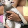 保護猫ちゃん。ブルーアイ。青瞳　美猫ちゃん サムネイル3