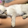 保護猫ちゃん。ブルーアイ。青瞳　美猫ちゃん サムネイル4