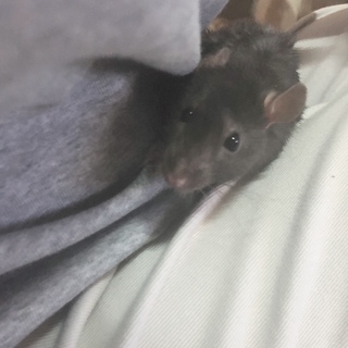 ファンシーラット オス ブラック