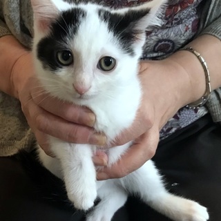 ふわふわ子猫　生後３か月