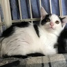 ふわふわ子猫　生後３か月 サムネイル2