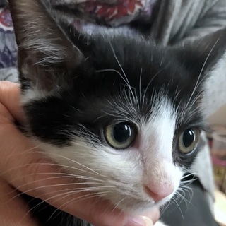 ピンクのお鼻のロコちゃん　生後2か月