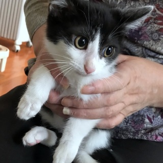 抱っこ大好きはちわれ子猫　生後2か月