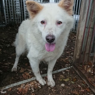 飼い主持ち込み☆老犬メス