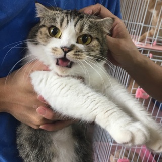 スコティッシュホールド