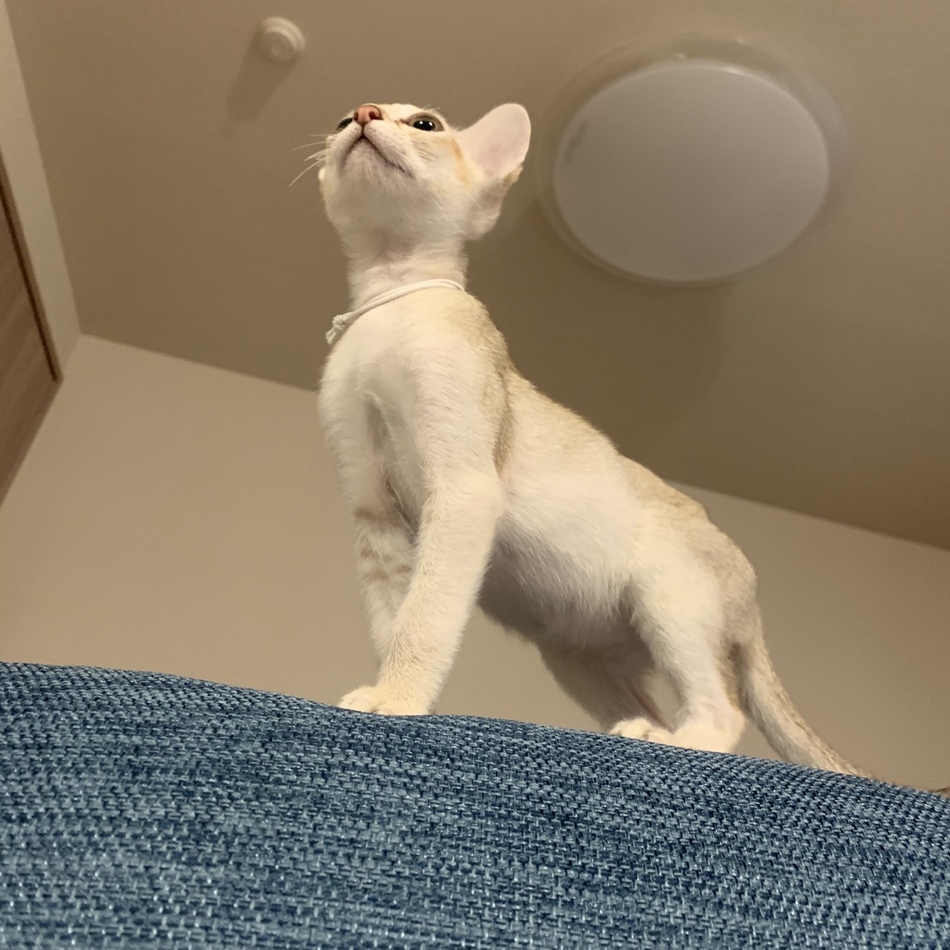 ポールのカバー写真