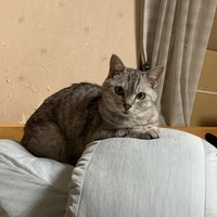 しま