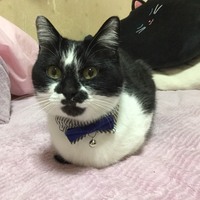 モカ