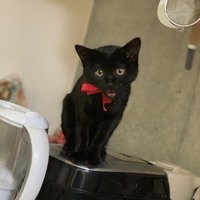 あずき