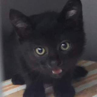 黒猫くまちゃん里親さん募集