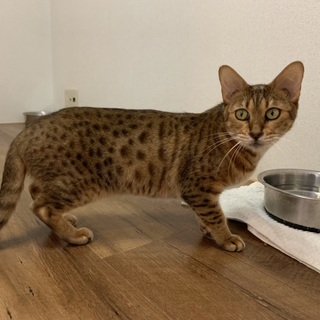 ベンガルの七宝ちゃん