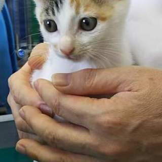 三毛仔猫かんなちゃん里親さん募集