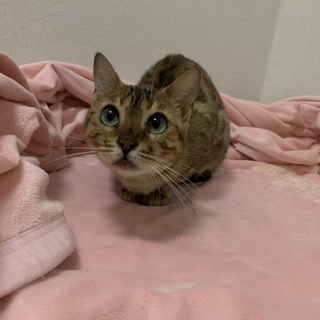 ベンガルの紗綾ちゃん