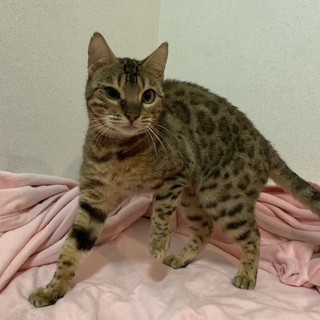 ベンガルの籠目ちゃん