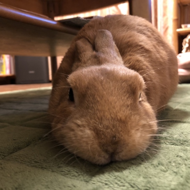 すぐるのママのカバー写真