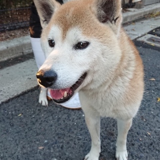 高松市の迷子☆柴犬オス