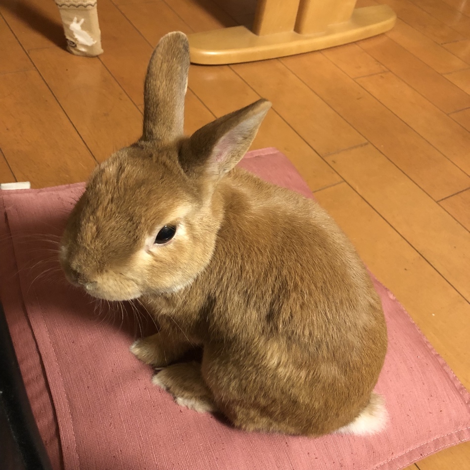 すぐるのカバー写真