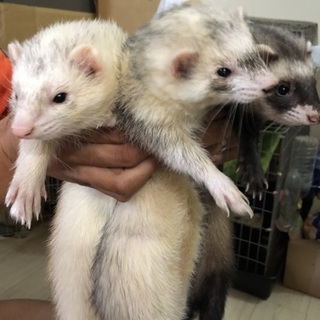 フェレットの里親　三匹募集します。