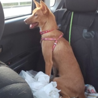 素敵な家族を探しています