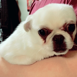 (一旦、募集を止めます) ホワイトパグの女の子