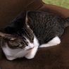 本日猫ちゃんがうちに来ました❗️ もう一番好きな場所が見つかったみたいですね(//∇//)