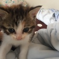 犬と暮らせる子猫