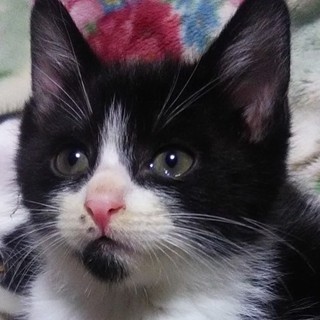 元気な黒白オス