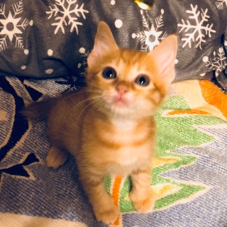 募集一時停止人馴れ甘えん坊茶トラ男子☆ちょび