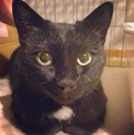 触られるのが大好き。美人で甘えんぼな黒猫ちゃん！