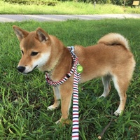 こてつ