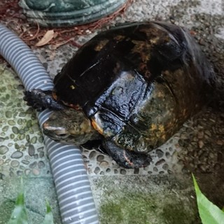 ニホンイシガメ（成体、甲長22センチ、メス）