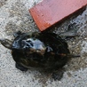 ニホンイシガメ（成体、甲長22センチ、メス） サムネイル3