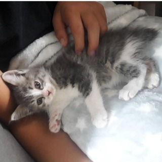 生後2ヶ月くらいグレーのキジ白可愛い子猫