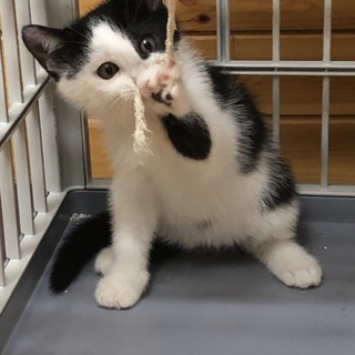 にゃにゃと優しくお話ししてくれる可愛いデールちゃん