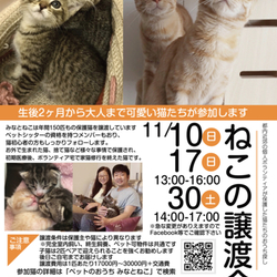 ねこの譲渡会@お台場ヴィーナスフォート