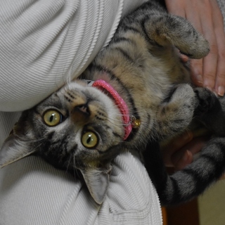 容姿端麗・性格花丸ウランちゃん