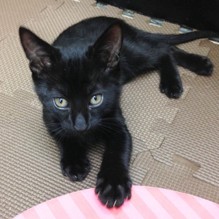 甘えん坊でちょっとシャイなクロちゃん♪