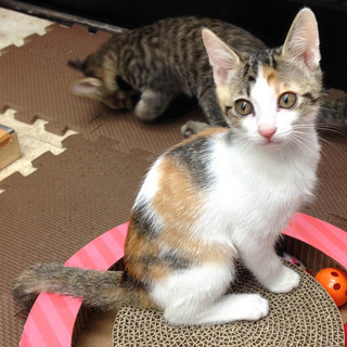好奇心旺盛な三毛の子猫ミケちゃん♪