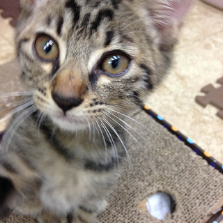 元気いっぱいのキジの子猫トラくん♪