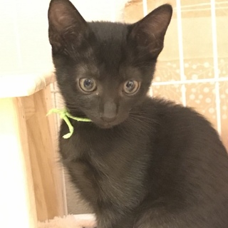 可愛い黒猫チョコくん