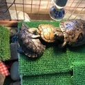 ミドリガメの里親募集中！