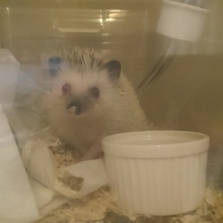 ハリネズミ パイド♂ 